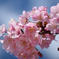 河津桜