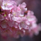 河津桜