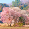山里の春