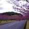 桜並木