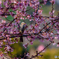 河津桜とひよどりⅡ