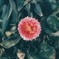 花占いには不向きの花
