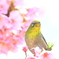 河津桜とメジロさん2025