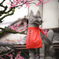京都スナップ