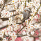 梅の花とヒヨドリ