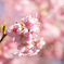 河津桜