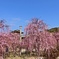 枝垂れ梅咲く