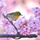 河津桜にメジロ