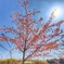 河津桜