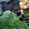 白紫陽花