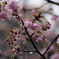 ガラスの花