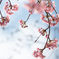 spring for tokyoites 2025