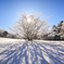 雪景色の光と影