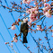 安行寒桜と鳥さん