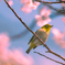 桜とメジロ