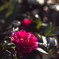 山茶花