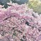 桜と竹林の春模様