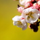 菜の花バックに木瓜の花