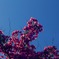 夏花草