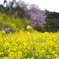 菜の花畑