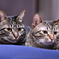 兄弟猫