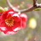 公園に咲く花