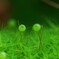 苔の世界２５－２８（タマゴケ）