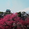 鹿児島紅