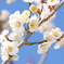 梅の花