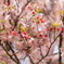 満開の桜