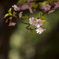 本龍院の河津桜