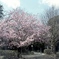 「雪割桜」 (film)