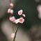 春へようこそ！