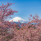 富士山と河津桜
