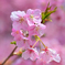 早咲き桜