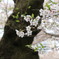 桜  花