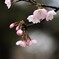 桜 花