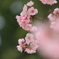 桜花