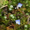 ちいさな花園