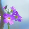 Purity