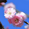 ２月に咲いた薄紅色の梅の花と青空