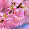 桜とミツバチ