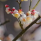 梅   　IMG-250314