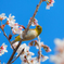 メジロと桜
