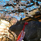 京都