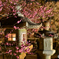 京都