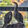 鵜　鵜飼ミュージアム