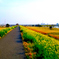 江戸川土手の春