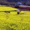 石神･･･８年前の様子
