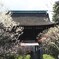 道明寺天満宮・梅